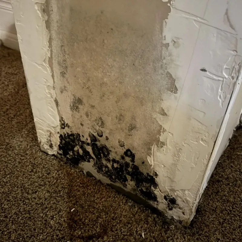 Professional Mold Removal in Linden, CA